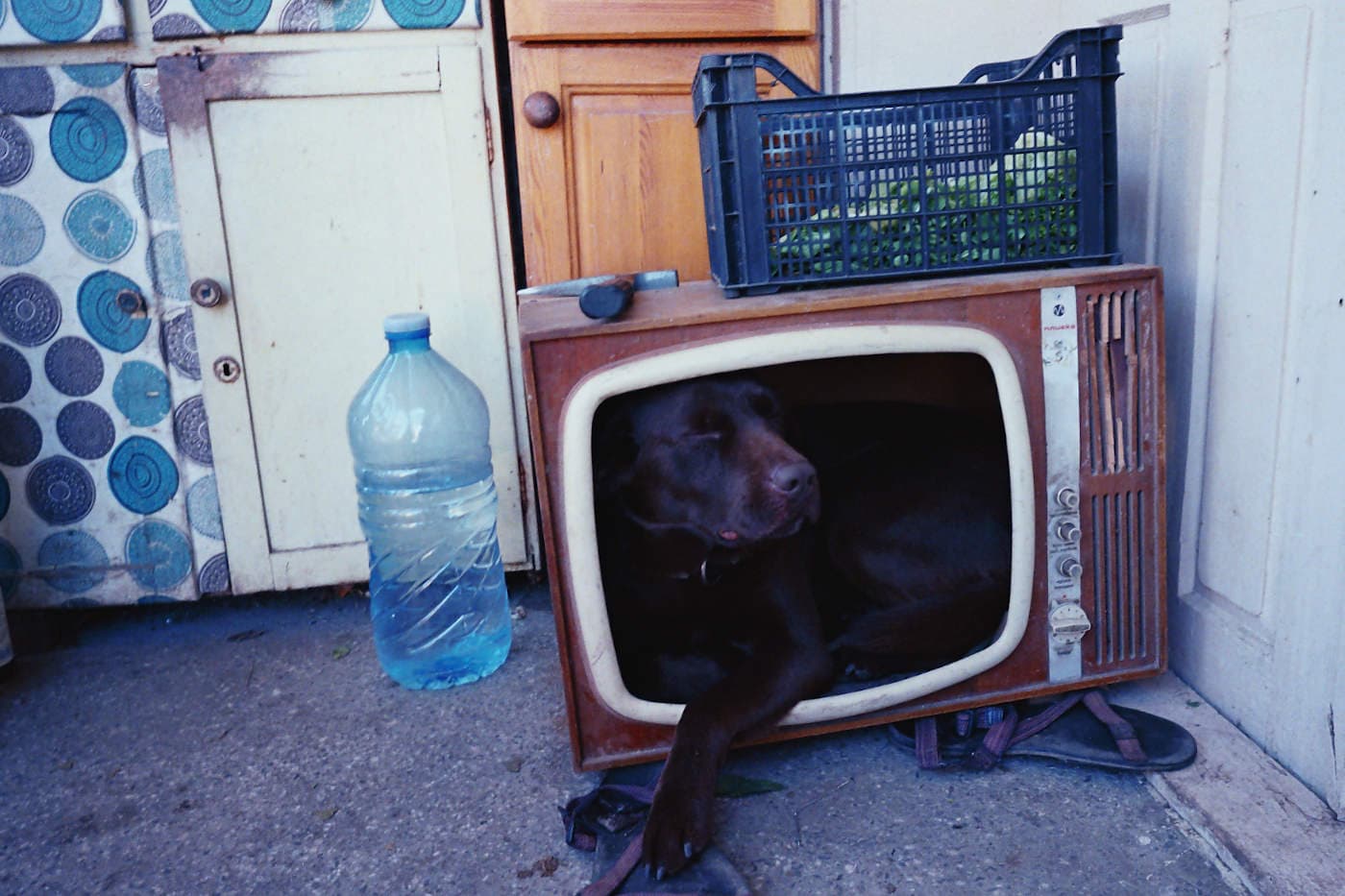 A dog inside an old television box without a screen, used as a small house despite being too small for the dog