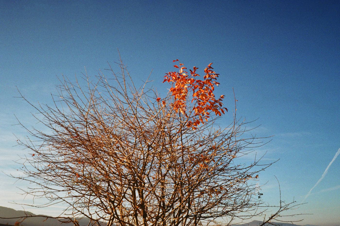 Autumn tree with mostly bare branches and one branch still carrying many small orange leaves