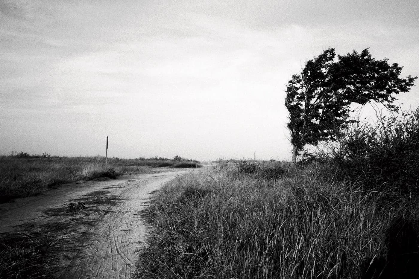 Bent tree following the curve of the road