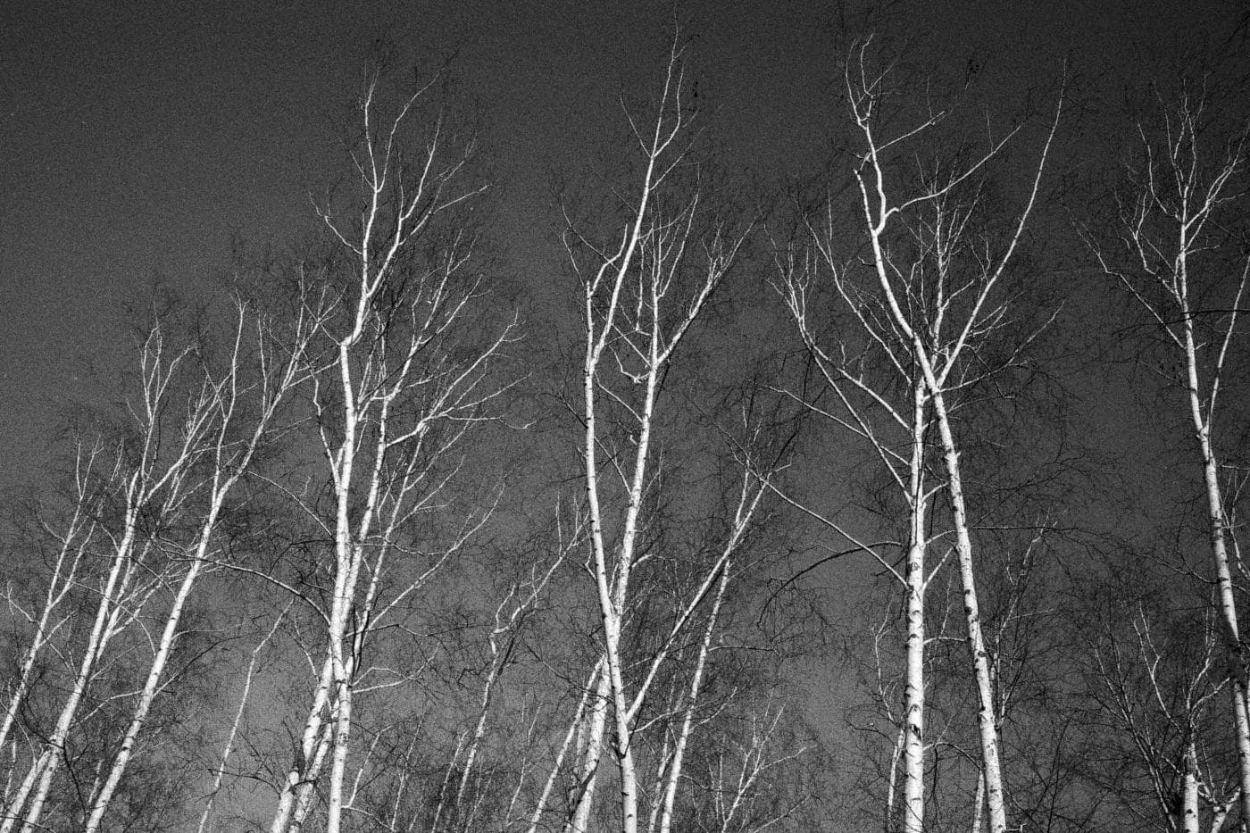 White birch trees viewed from below with bare branches against the sky in winter or autumn
