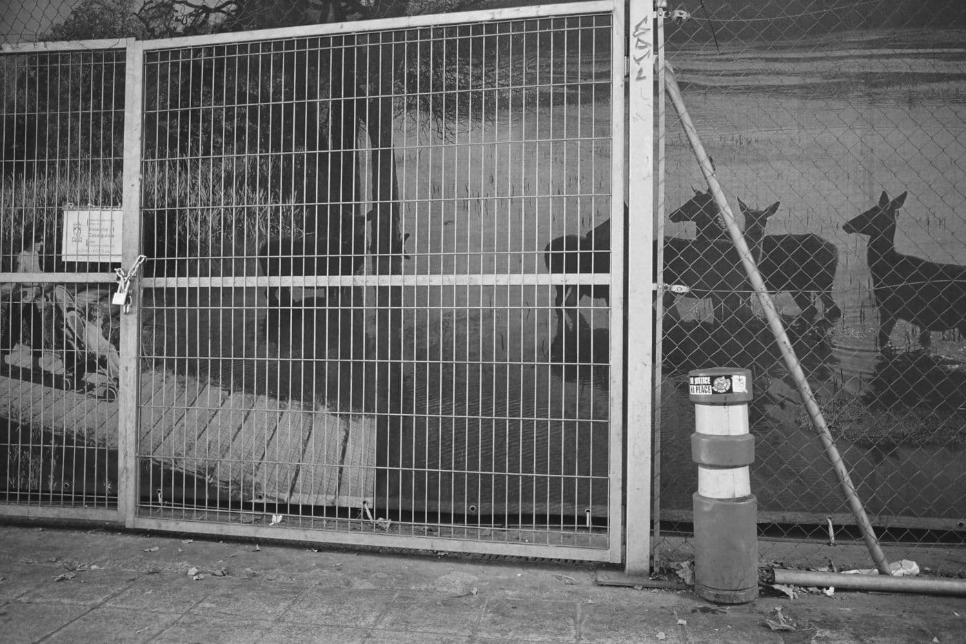 Street billboard with deer standing in water, viewed through a metal fence and a locked gate chained shut