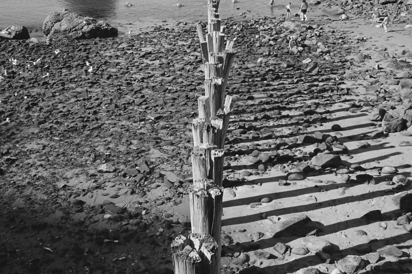 Rocky beach split by a row of wooden poles, with seagulls on one side and people on the other