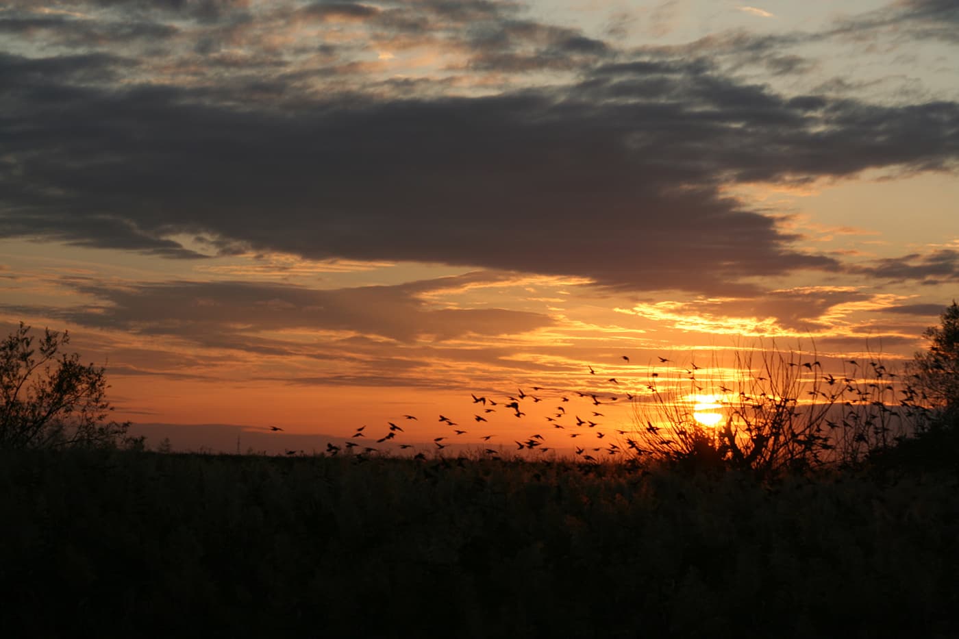 Evening landscape showing a field at sunset with birds flying toward the horizon