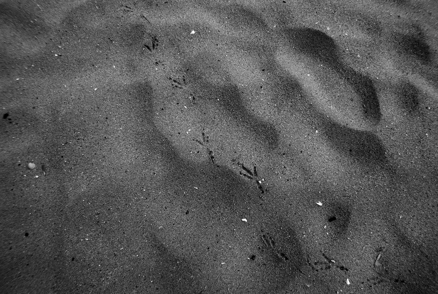Bird footprints in the sand on a beach.