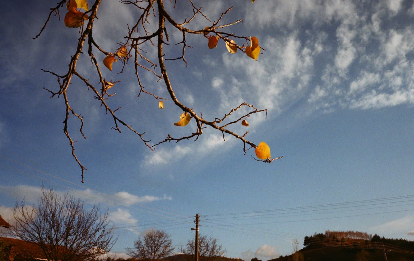 Color photograph of a tree branch with a few yellow autumn leaves against a blue sky with scattered clouds