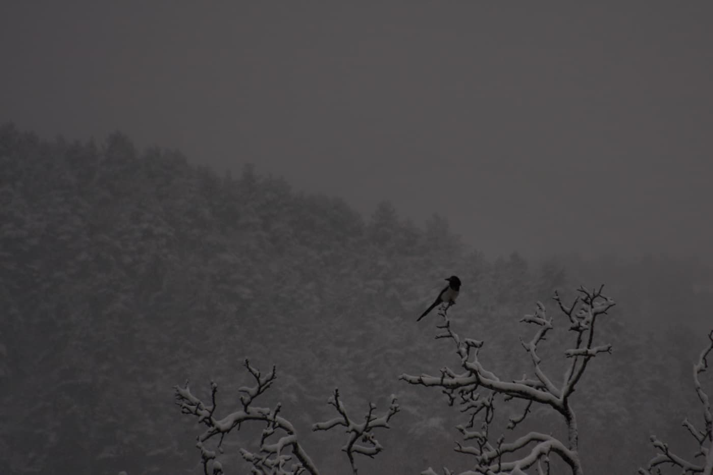 Magpie perched on a snow-covered branch with snowy trees in the background