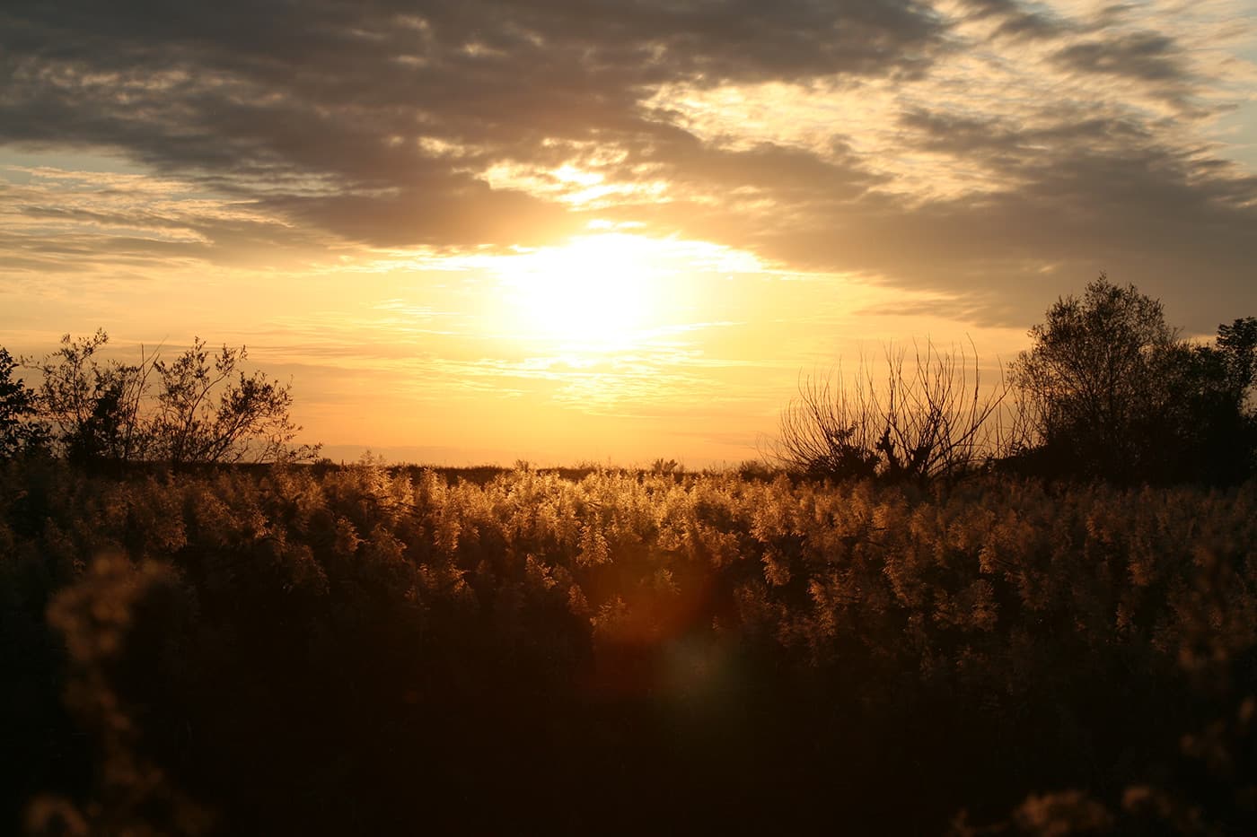 Sunset over a rural field with soft clouds, warm light, and silhouettes of trees and bushes