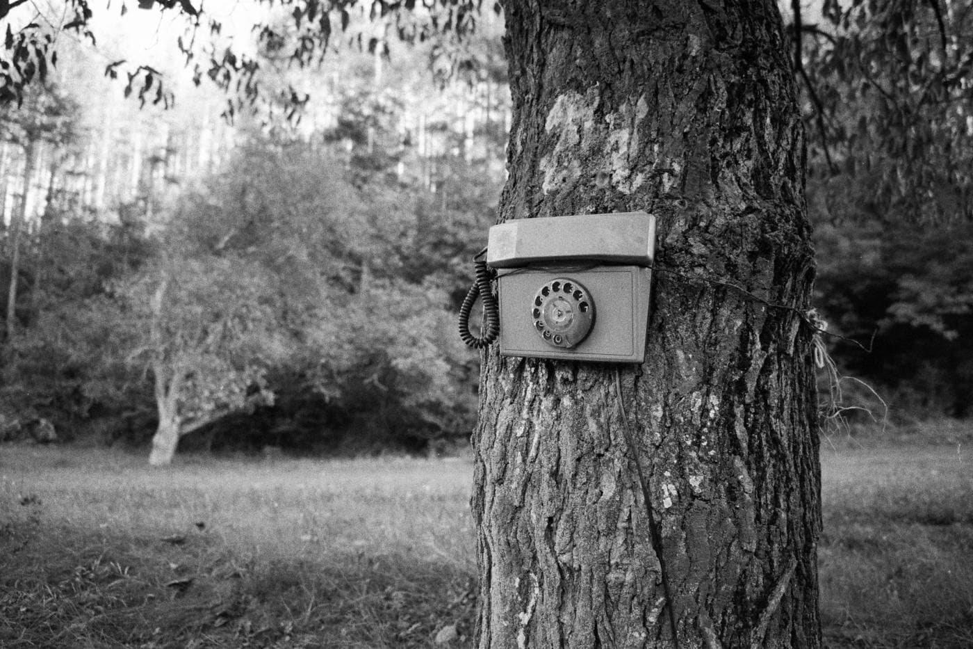 Tree trunk with an old telephone apparatus mounted to it in an outdoor setting