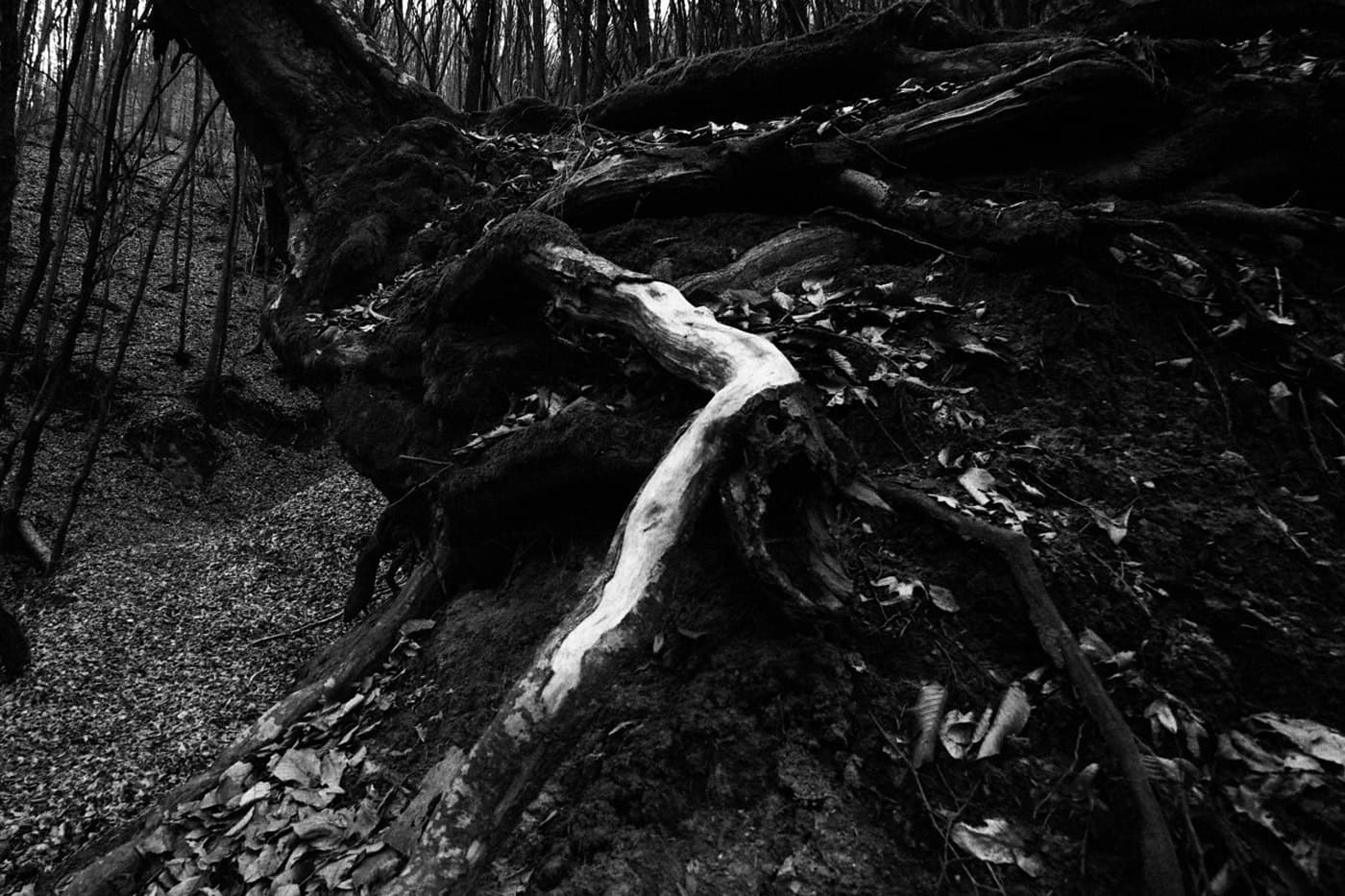 A tree in a forest with part of its roots exposed above the ground surface.
