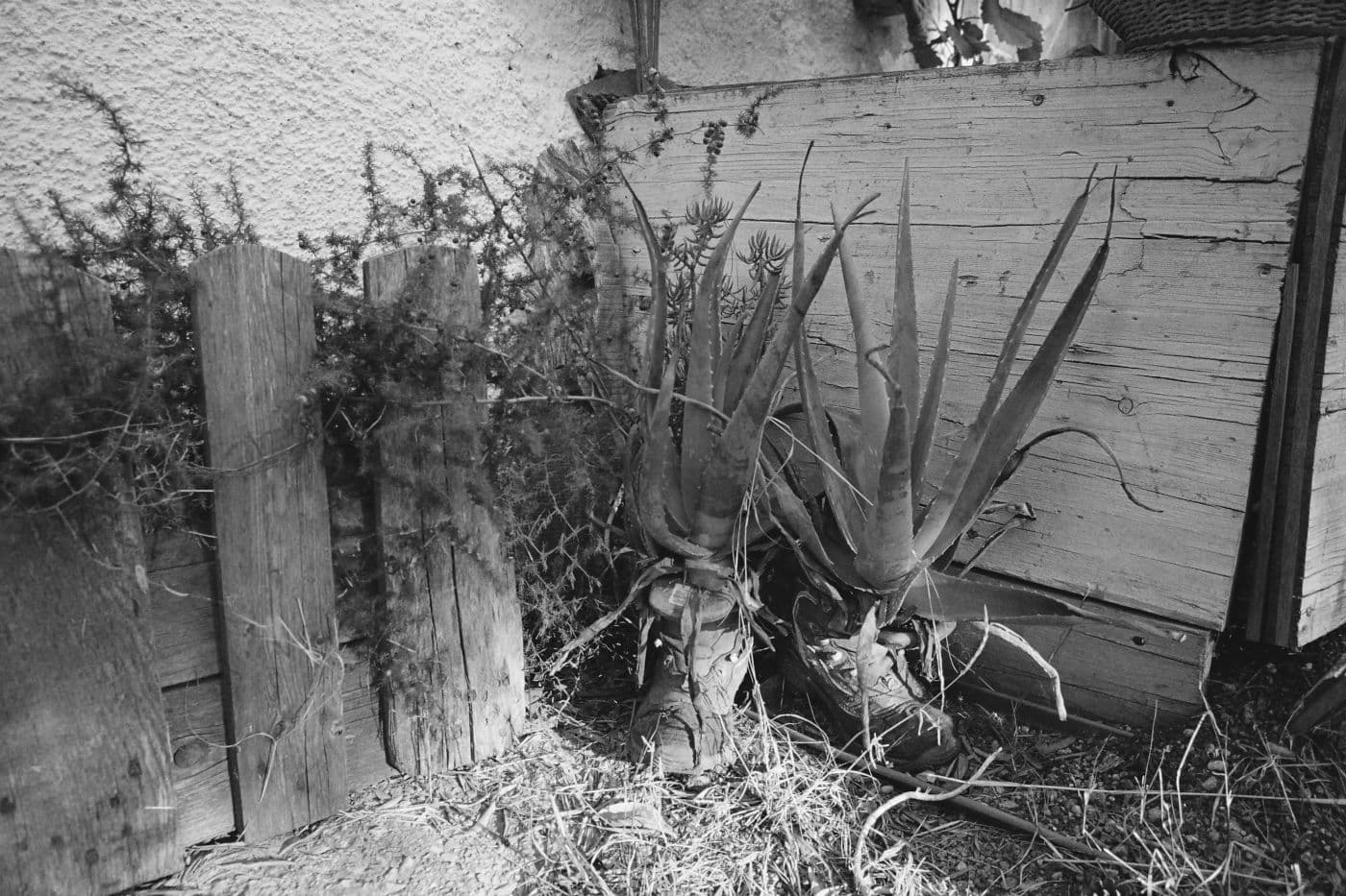 Worn old shoes repurposed as pots holding small cacti