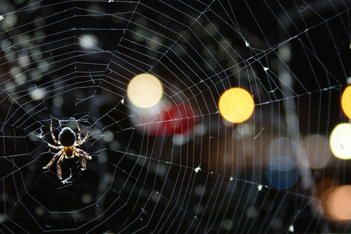 Spider and its web in the foreground with out-of-focus city lights creating bokeh in the background