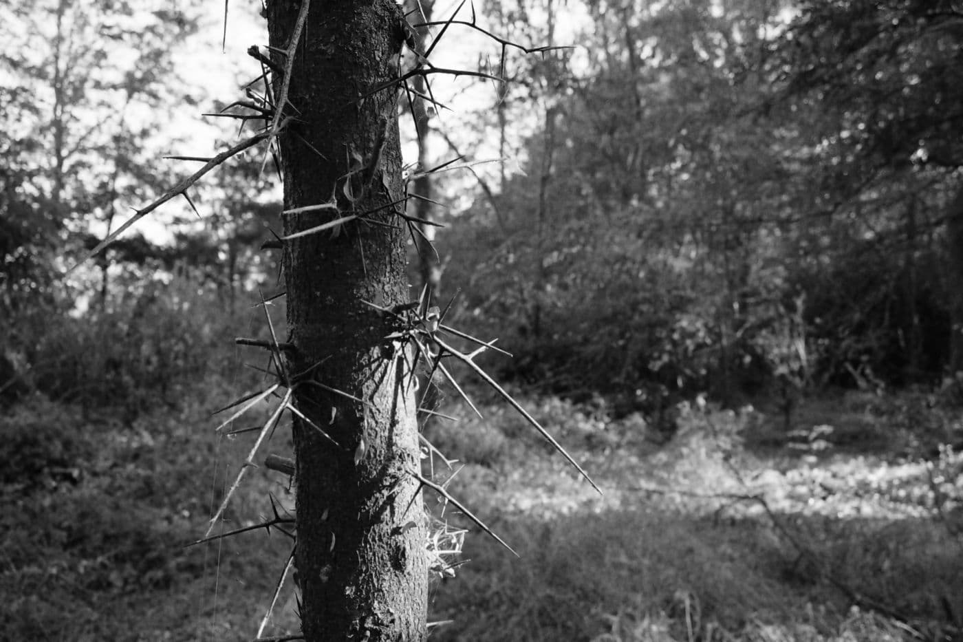 Tree trunk covered with sharp natural spikes growing directly from the bark