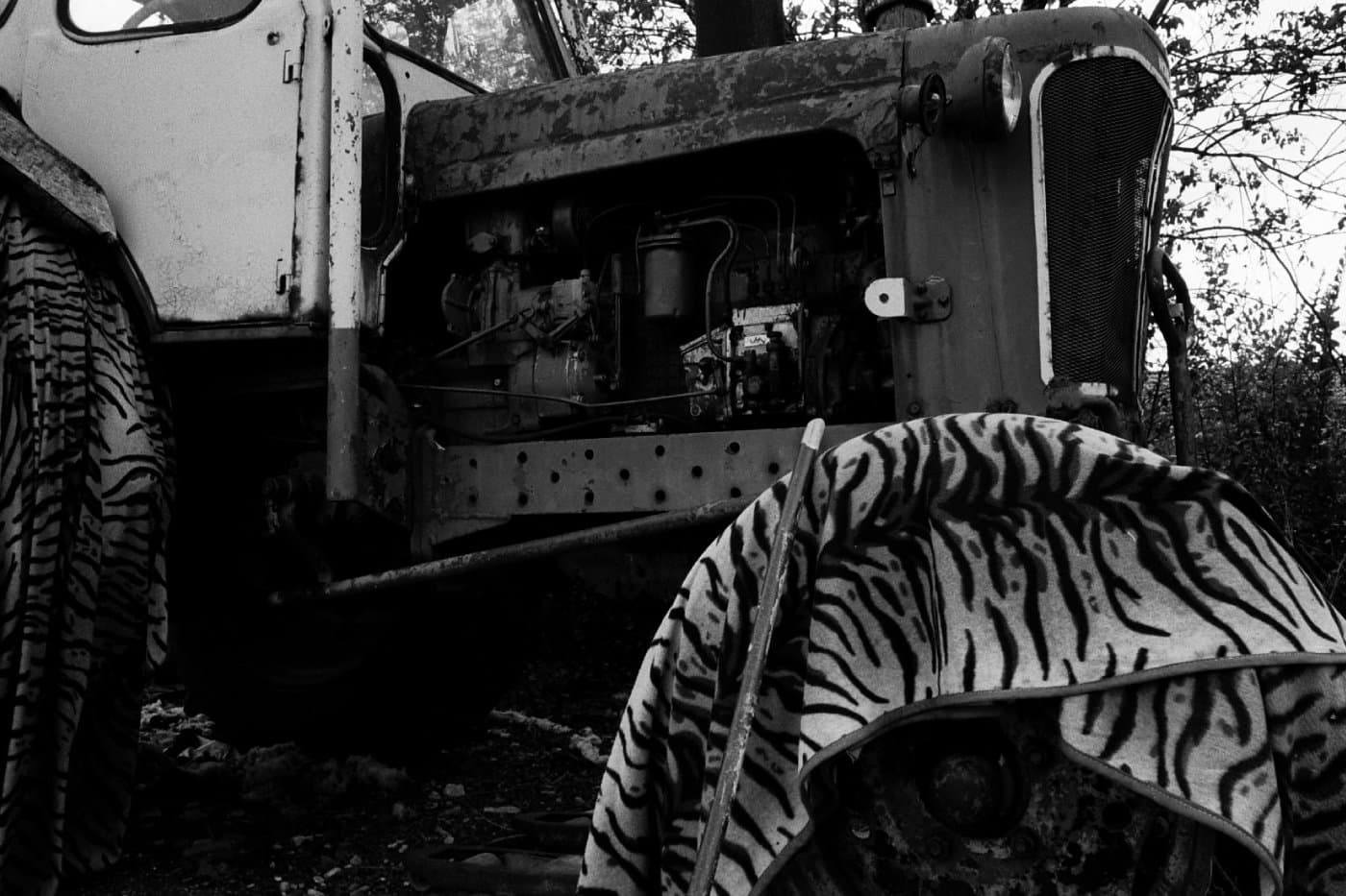 An old farming tractor parked with its tires covered in tiger-pattern blankets