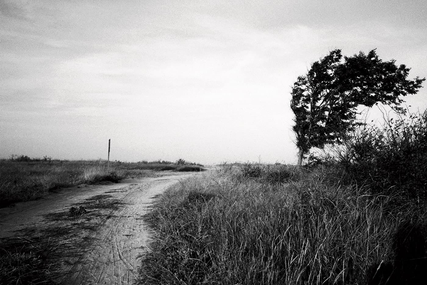 Bent tree following the curve of the road