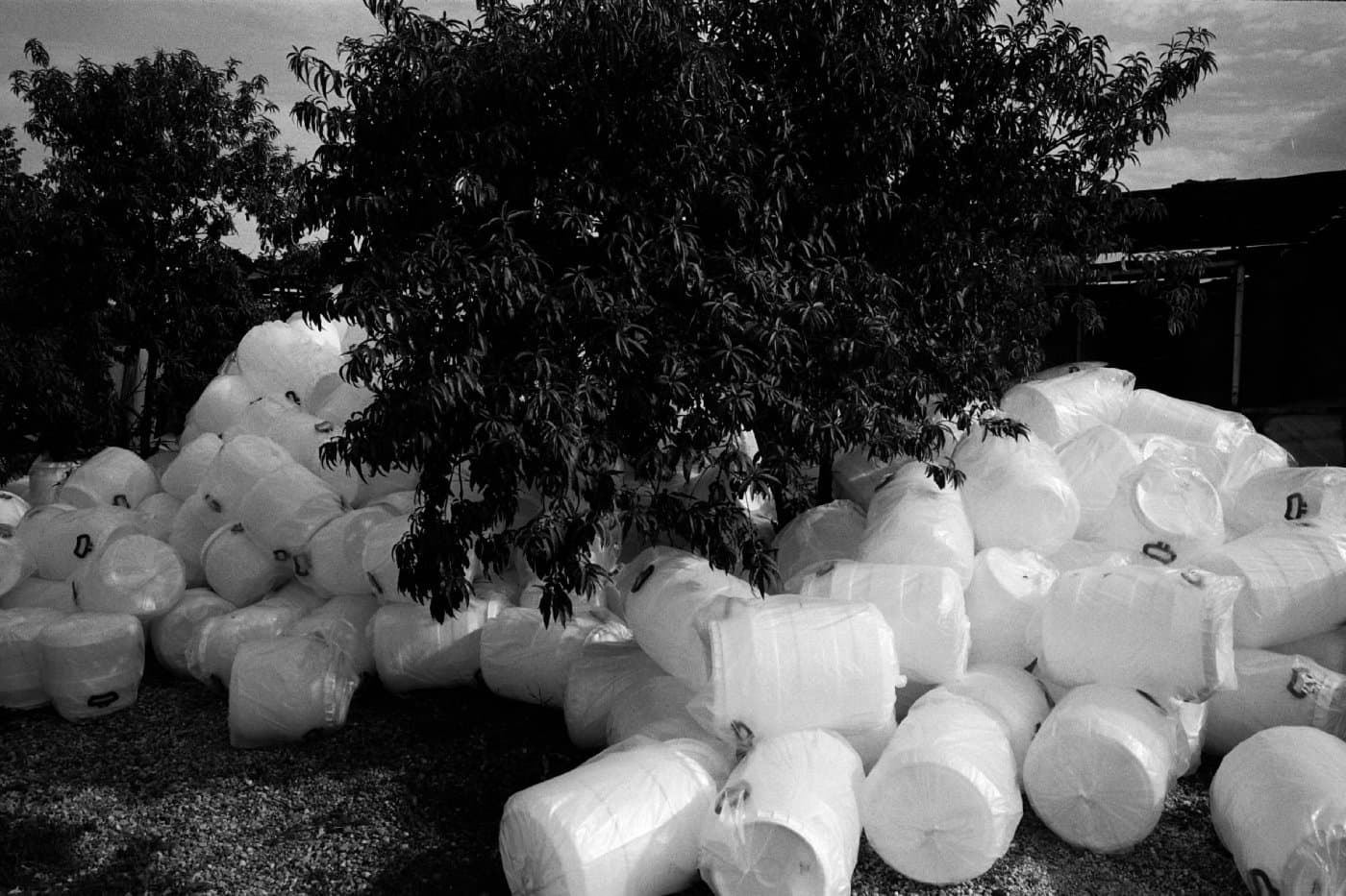 Tree with white plastic barrels placed under its crown