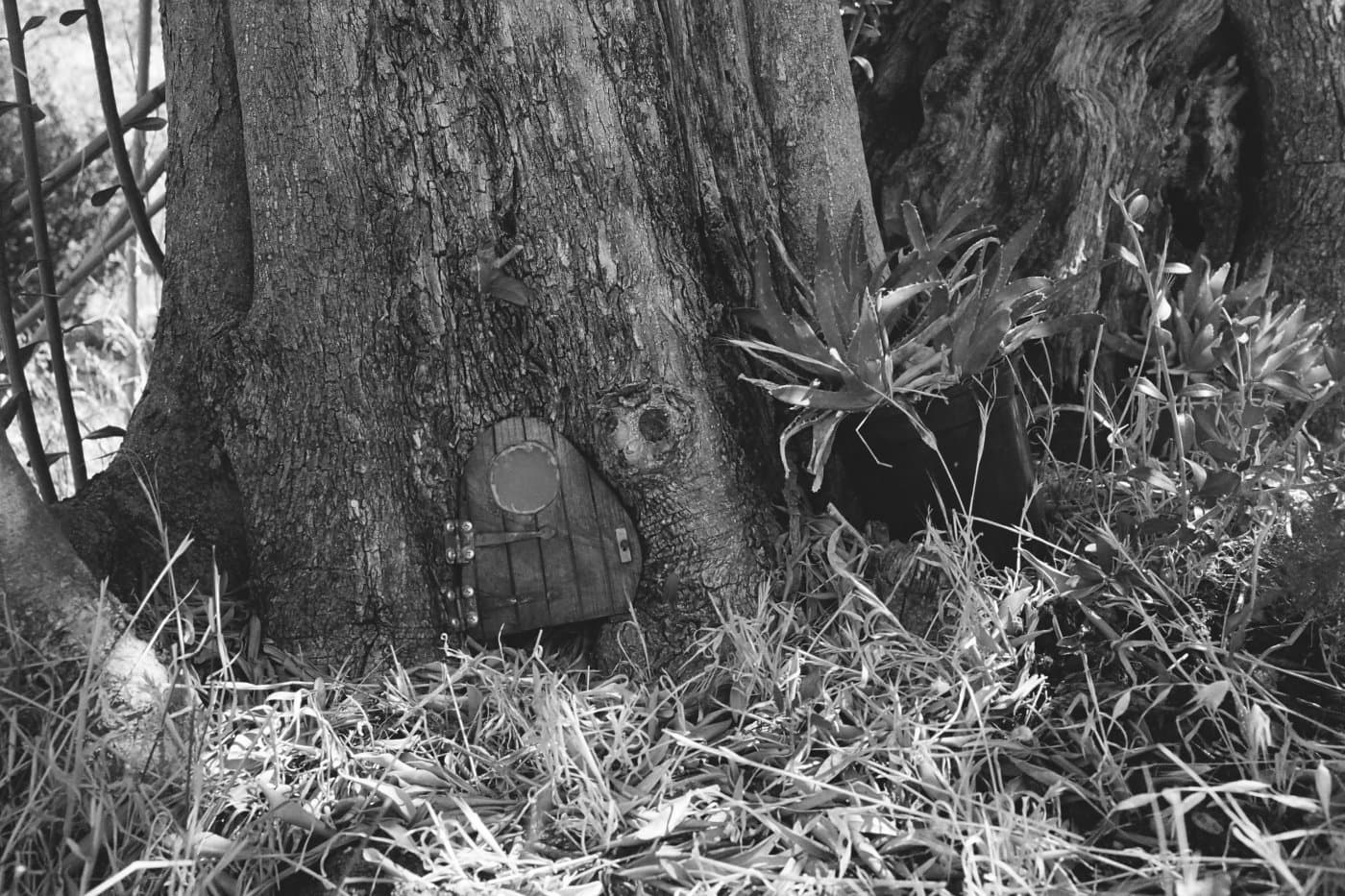 Tree trunk with a tiny decorative door at its base as if small creatures might live inside