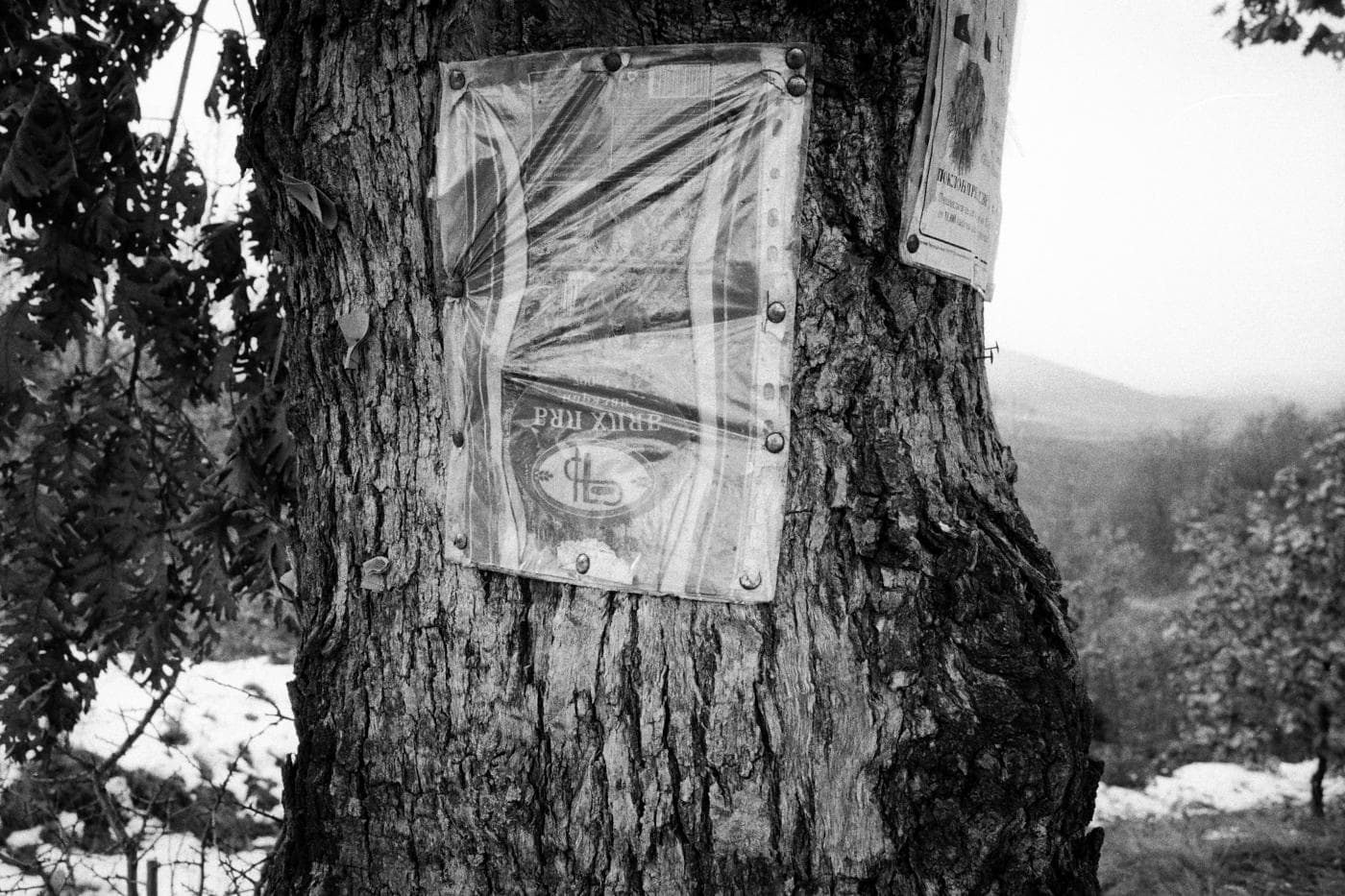Tree trunk with old death notices attached, one missing, leaving a plastic white bread bag hanging in an outdoor setting