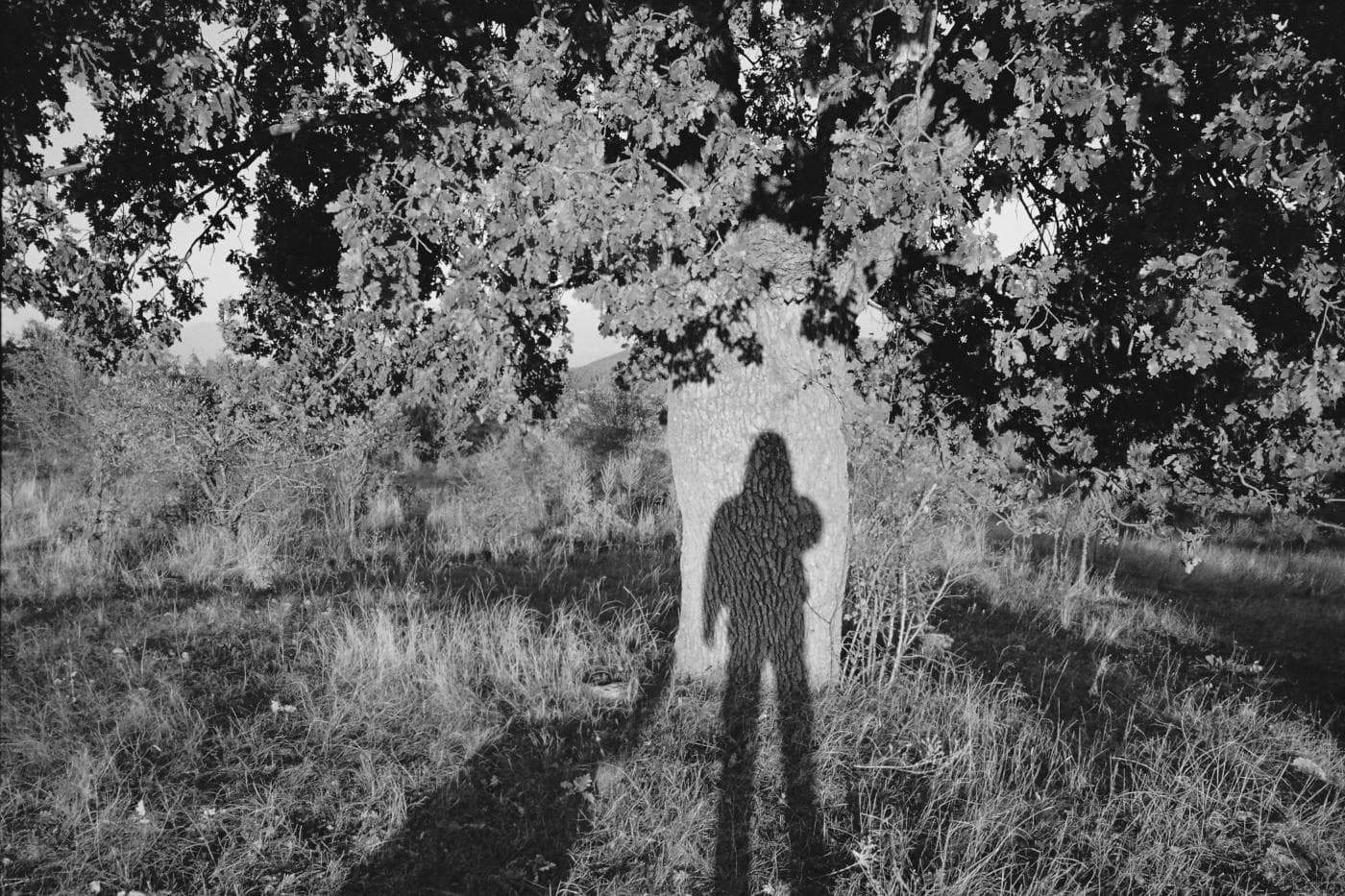 Tree trunk during sunset with the shadow of the photographer falling across its surface