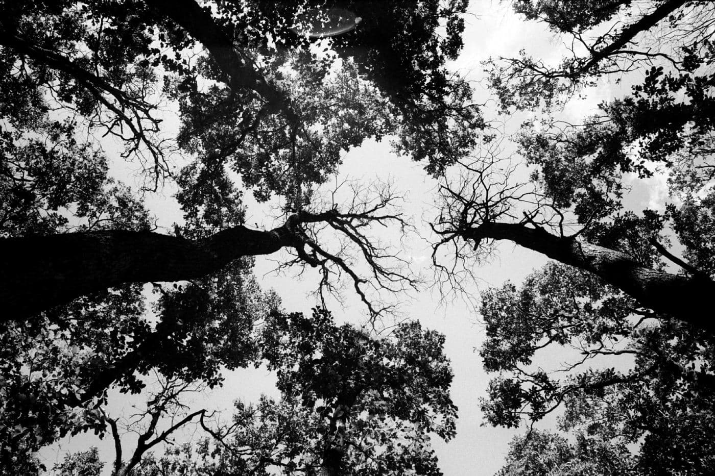 Trees viewed from below with their crowns and branches forming a pattern against the sky