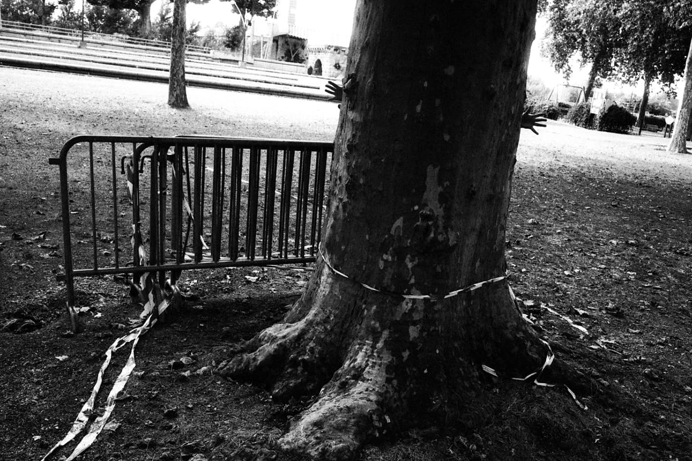 Large tree in a park with a person hidden behind it extending hands to appear as the tree's hands