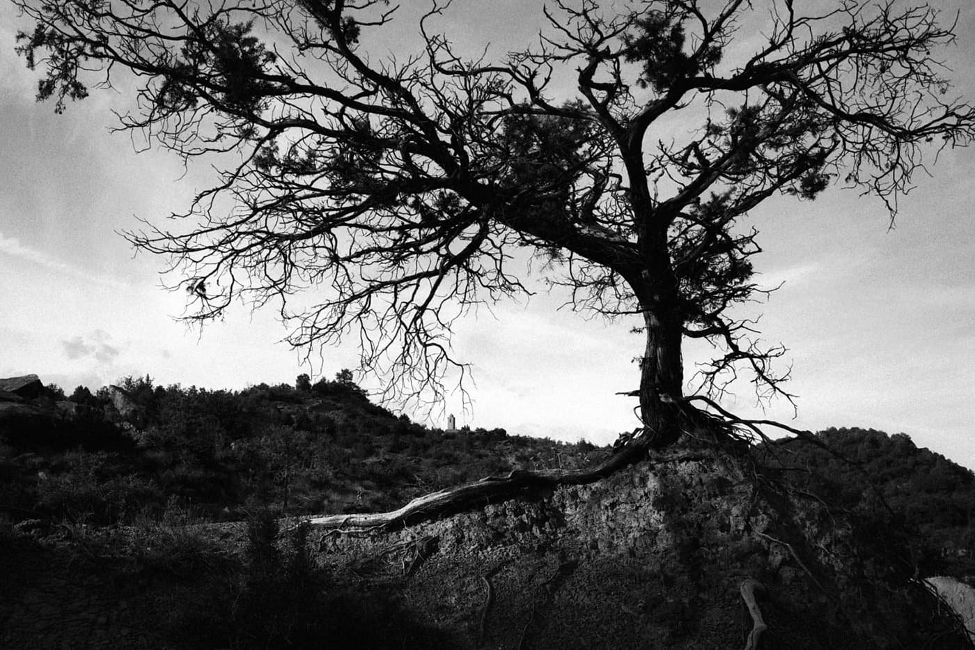 A tree with exposed roots above dry ground and a crown forming intricate patterns against the sky