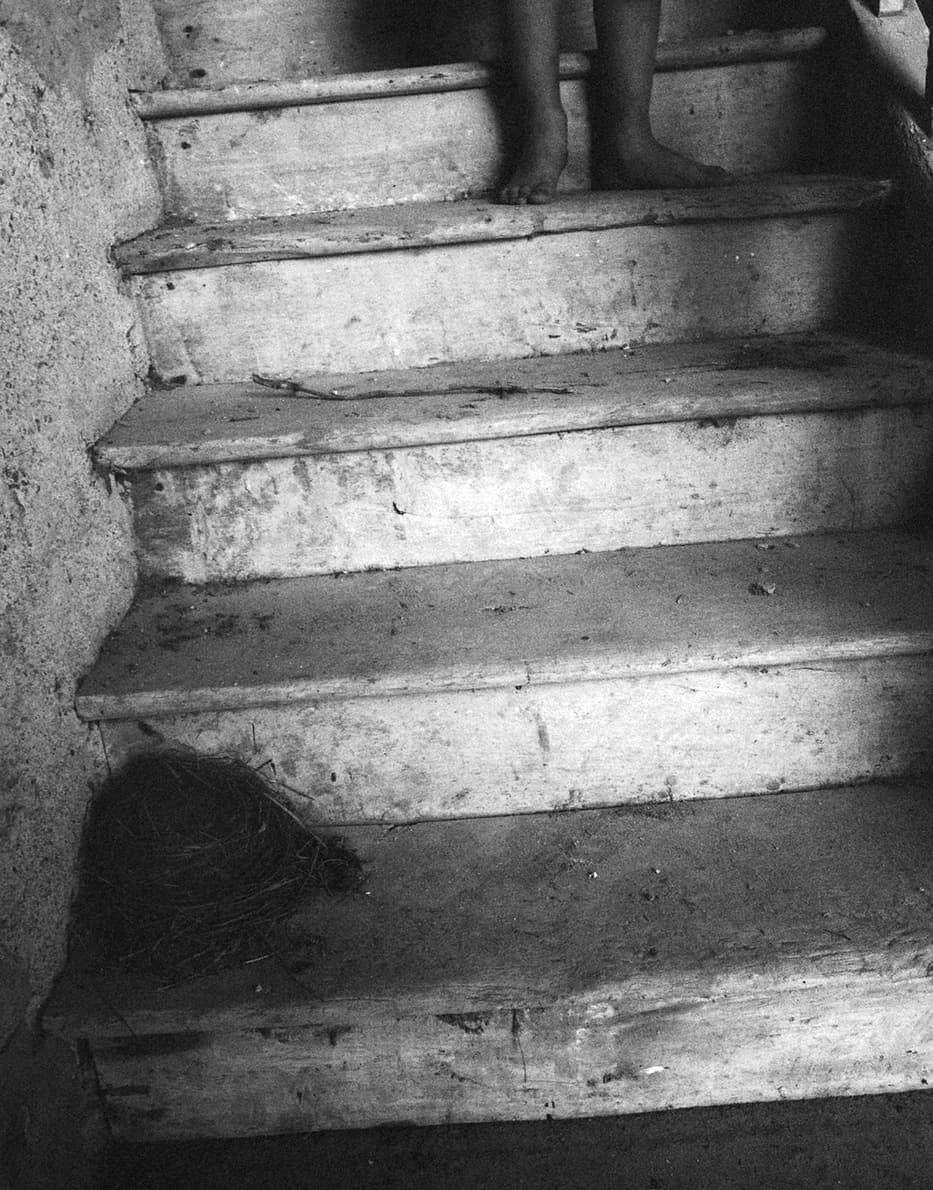 Bird nest on a staircase with a person standing nearby