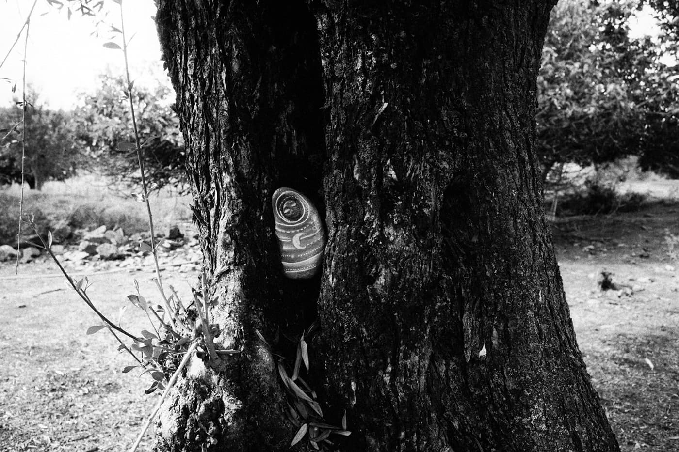 Small painted stone placed in an opening in a tree trunk