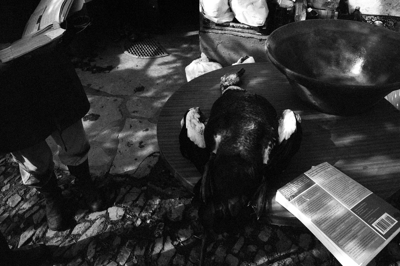 Man reading a book - cooking duck soup