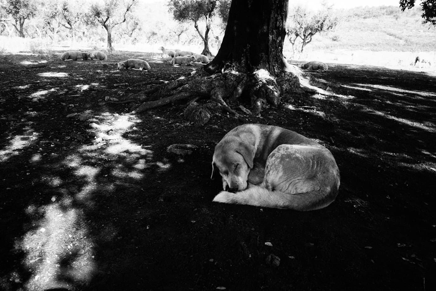 Shepherd dog with sheep sleeping peacefully under trees