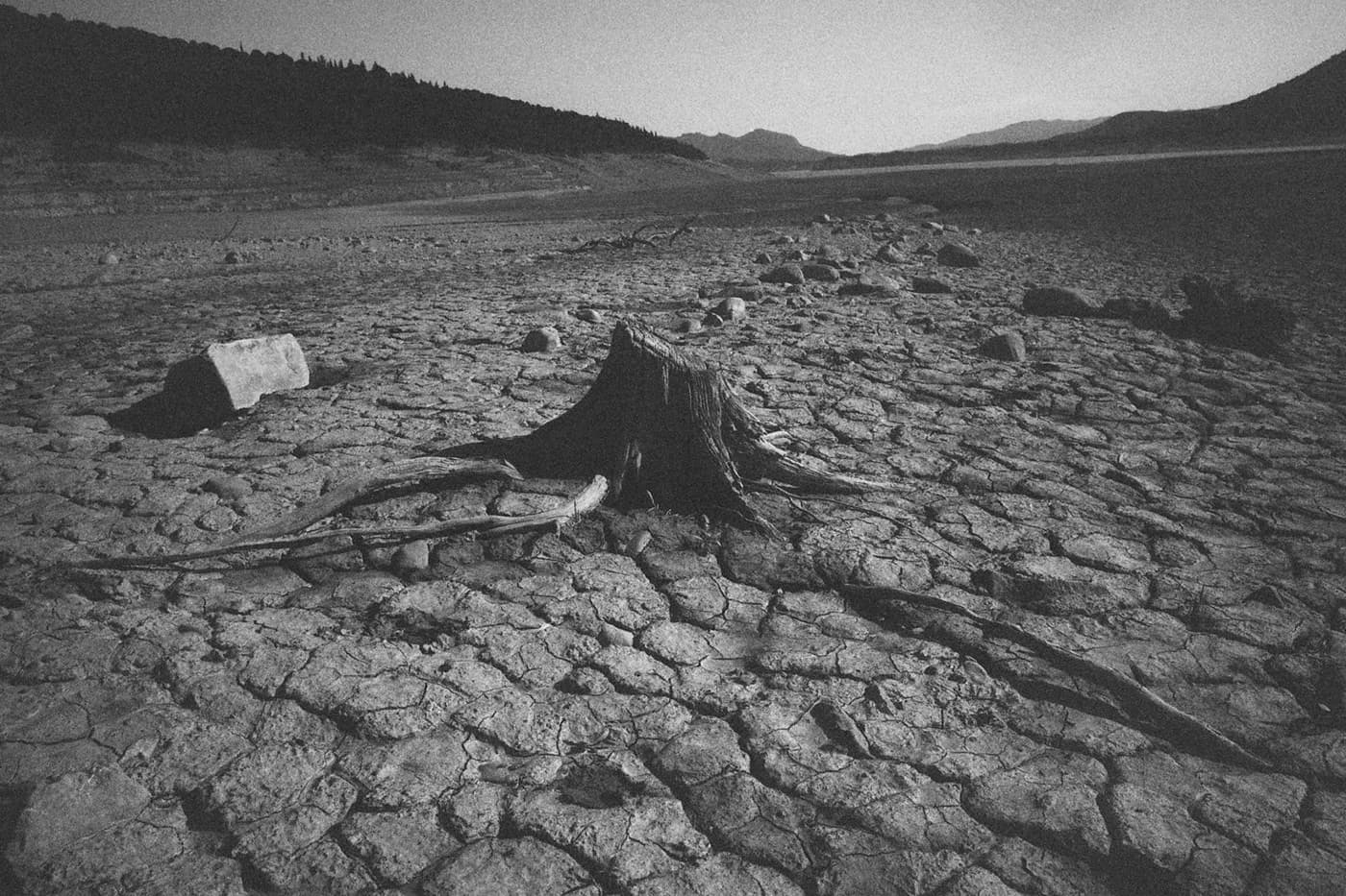 Tree stump in an empty dried lake with heavily cracked earth