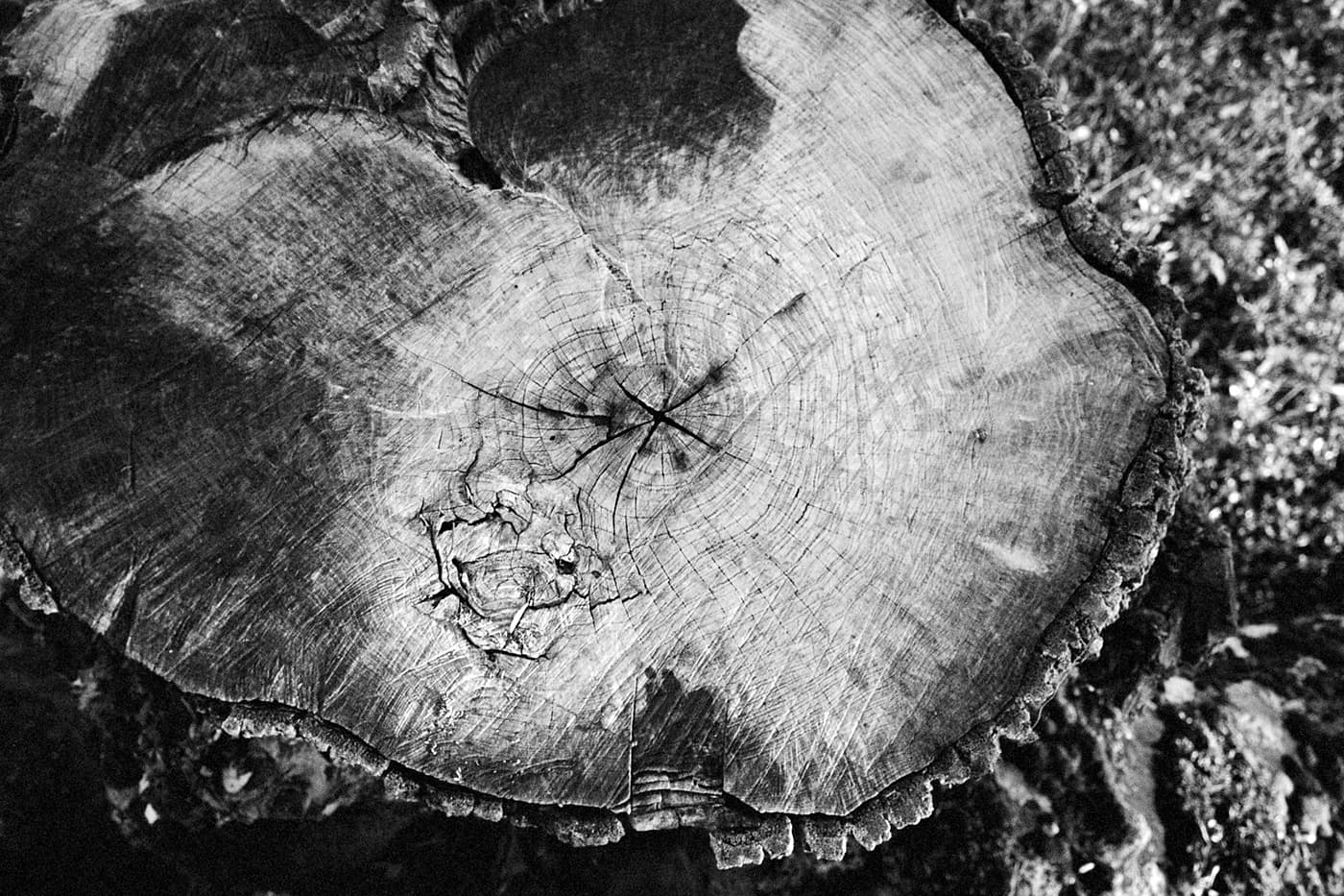 Close up of a cut tree trunk showing unusual patterns and wood texture