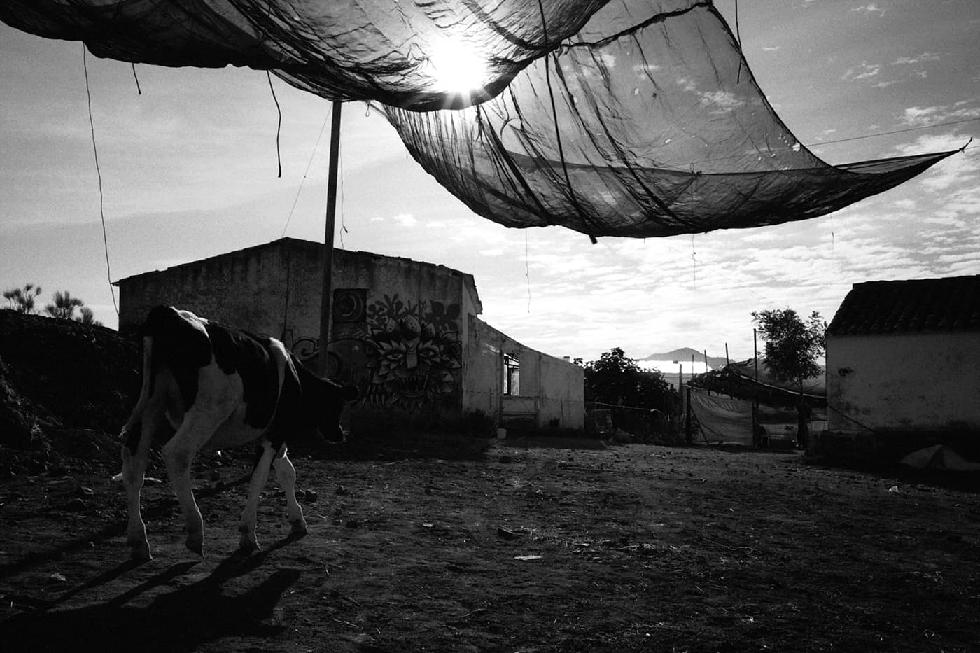 Strolling cow under suspended fabric canopy near buildings with graffiti