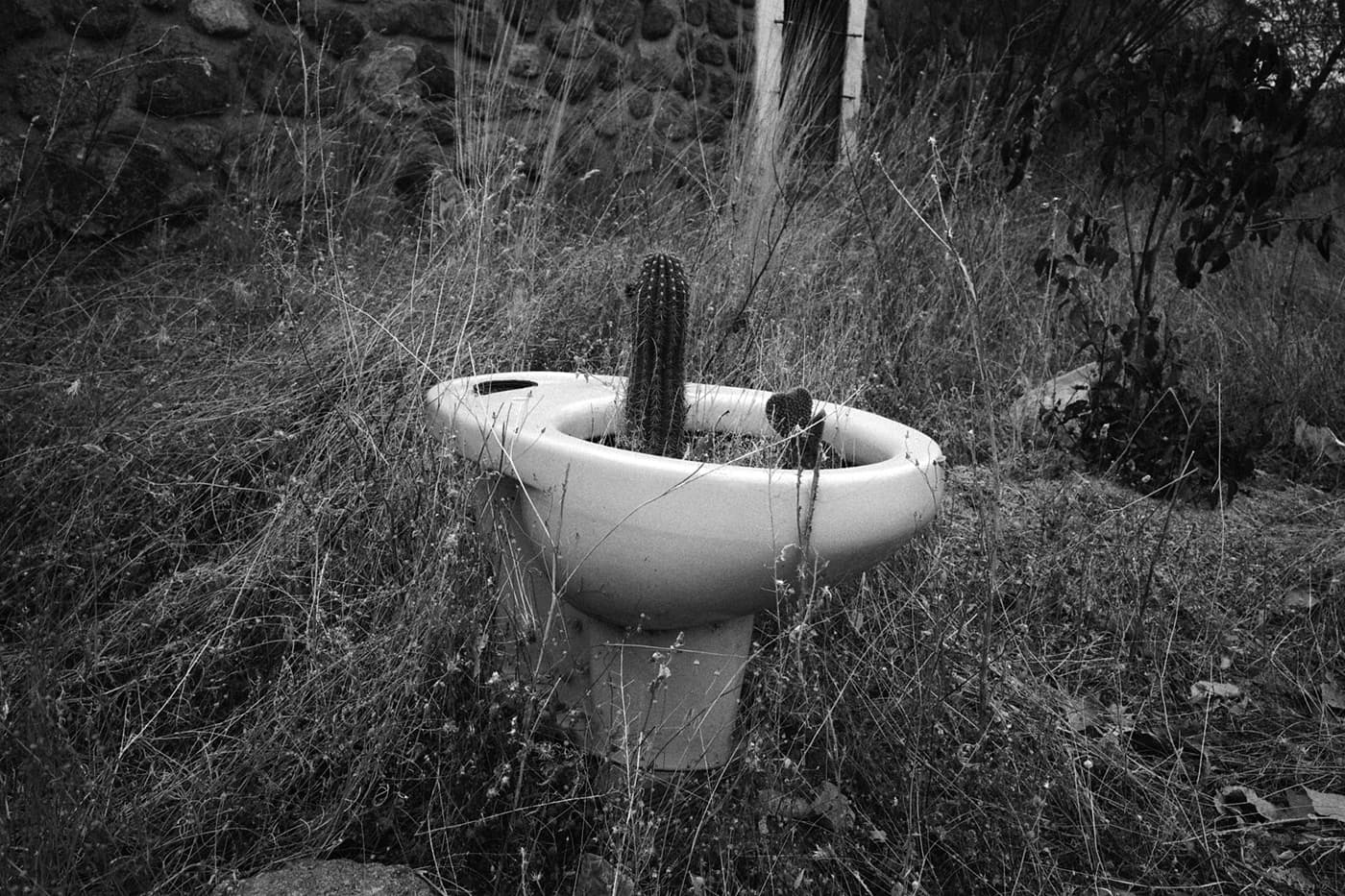 Cacti planted and growing inside a repurposed toilet seat