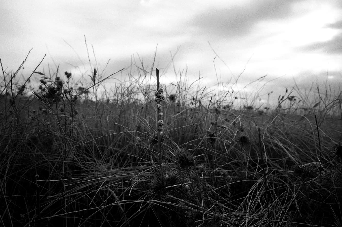 Small snails gathered closely together on a dry stick in a grassy field