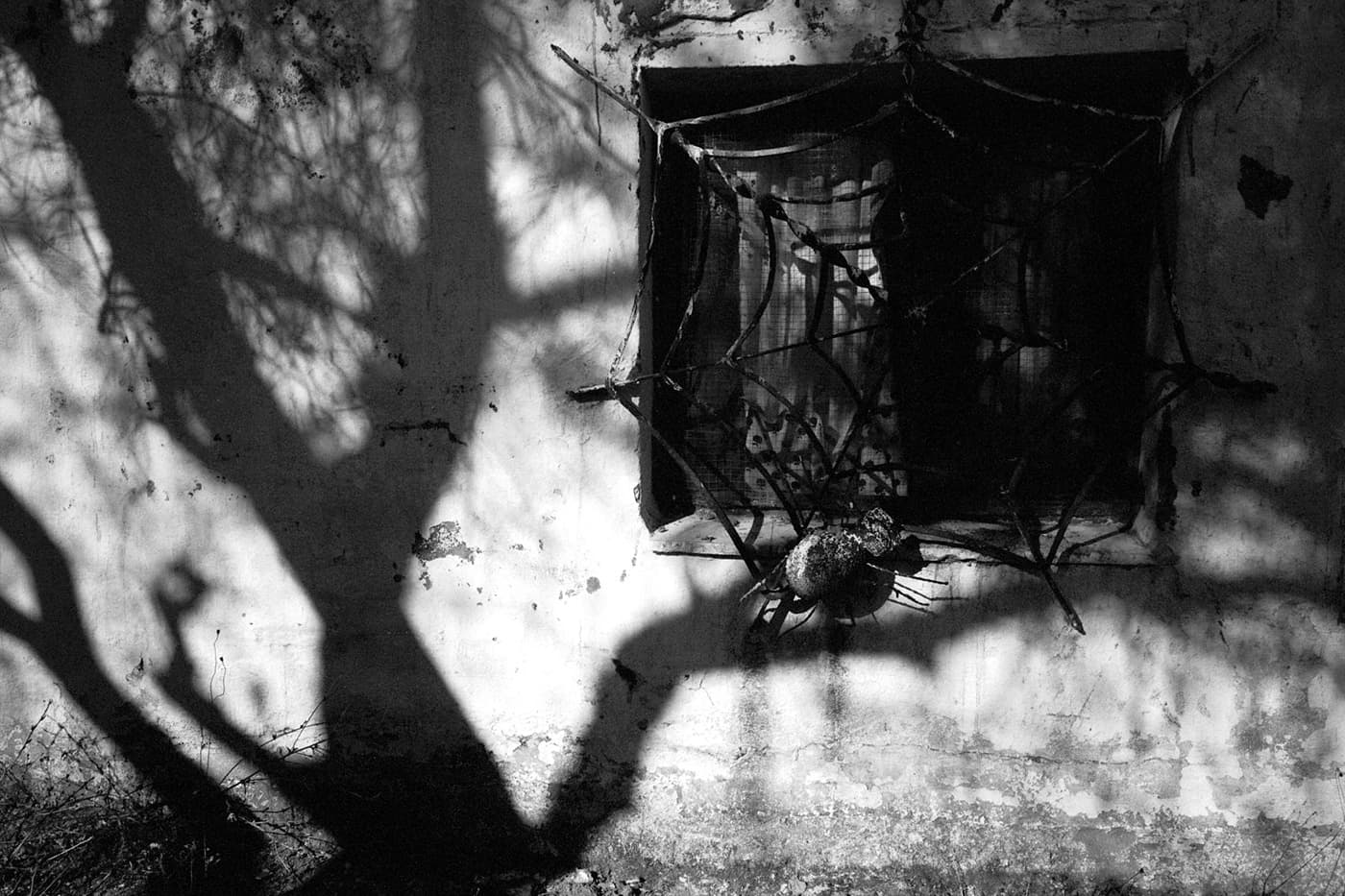 A wall and a window with metal bars shaped like a spider web and a large spider- tree shadows falling across it