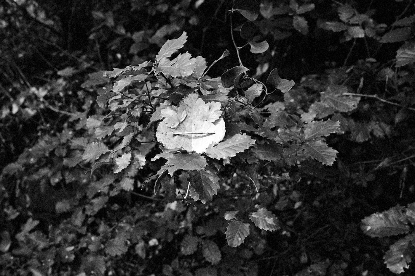 A twig on a tree with a leaf arranged into a face using smaller leaves for eyes and a small stick for a mouth