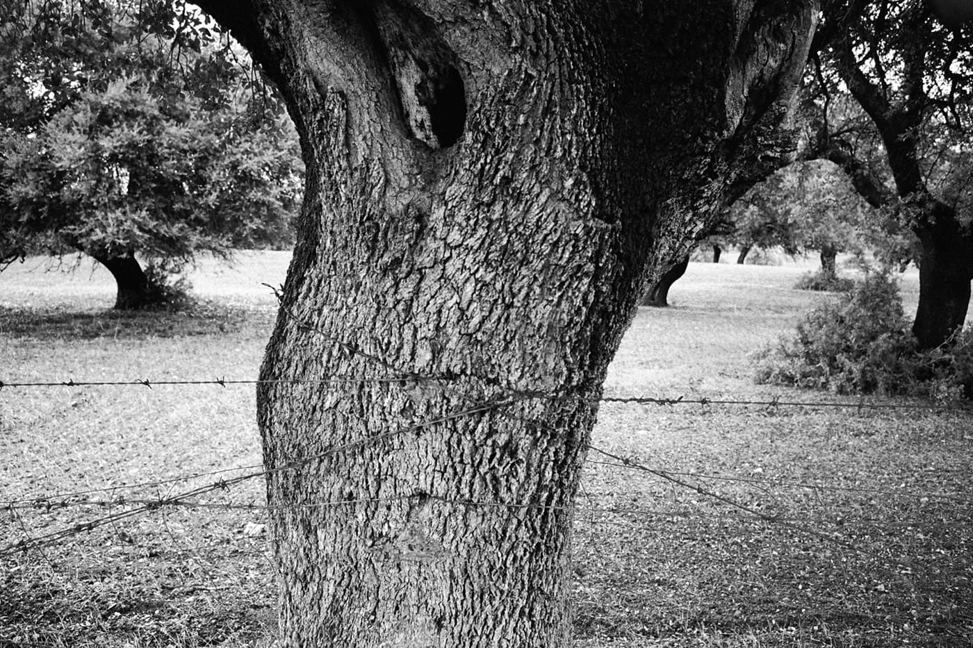 A tree trunk wrapped in barbed wire in a garden with large trees