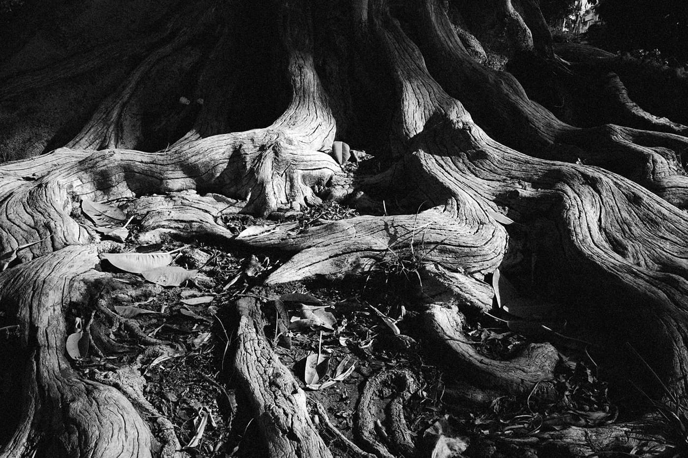 Close-up of large tree roots partially above ground