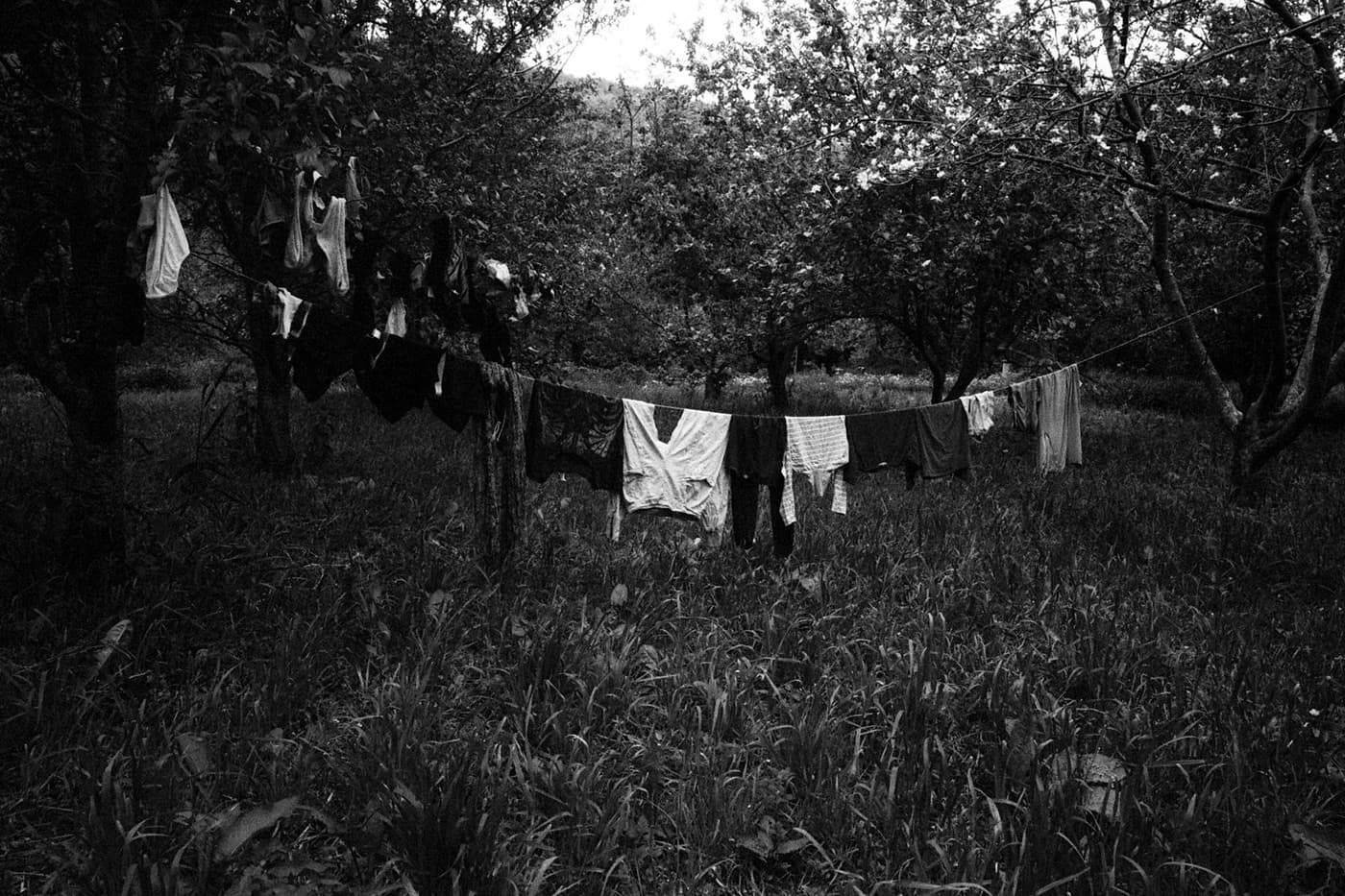 Laundry hanging on a line in a lush garden with grass and trees