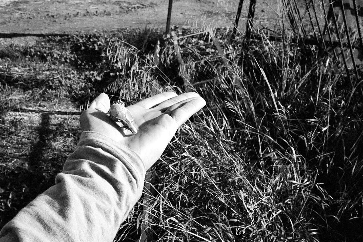 Hand holding a small rat skull
